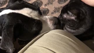 Our Pitbull pup is trying her best to be our new family member the best friend ..lol WATCH..