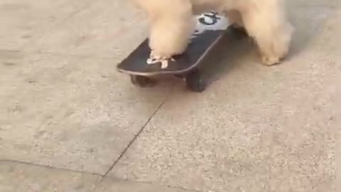 Cute & Funny Puppies | Funny Baby Dogs Videos#Shorts (24)#Shorts 24