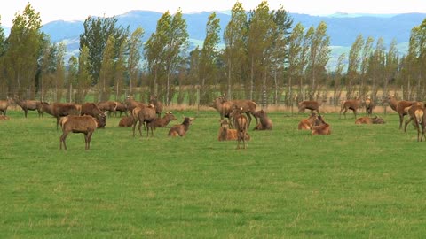 Deers, Southern Island, , New Zealand