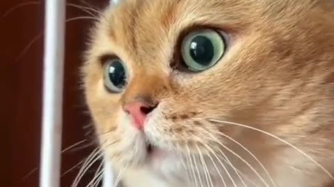 The Purr-fect Prank: The Biggest Wet Willy - Funny Cat Edition