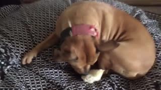 One-Eyed Pitbull Meets Baby Chick