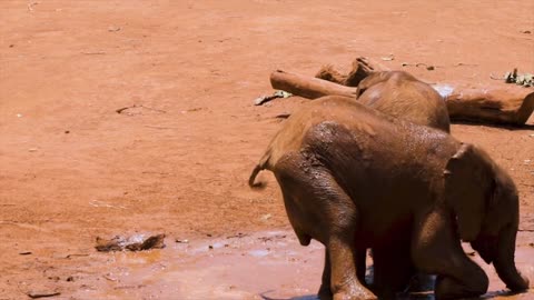 Baby-elephants-playing-in-the-mud