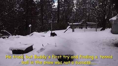 An energetic dog has fun in the snow!