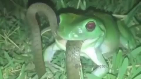 Alien frog - A frog that eats a snake