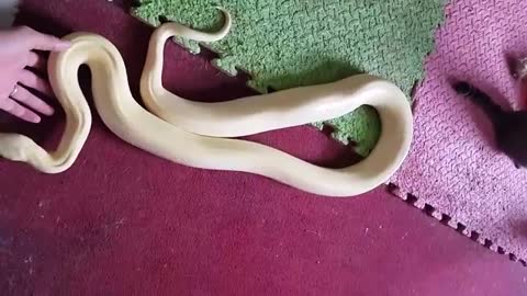 python playing with kittens