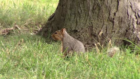 Squirrel Eating Nut Close Captured