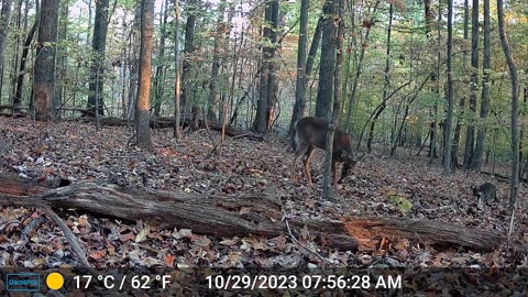 Whitetail Buck with a Raccoon