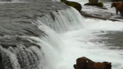 Bear belly-flop! Off of Brooks Falls