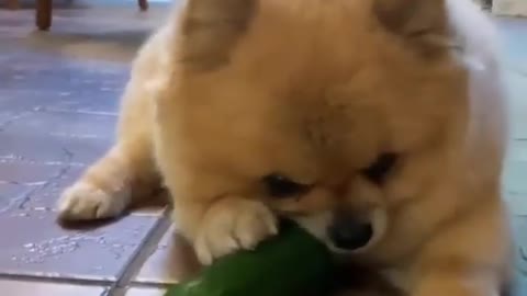 Cute Dog Eating A Pickle
