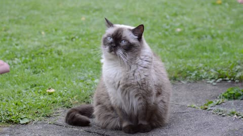 Mama Cat Takes Back Crying Kitten From Toddler