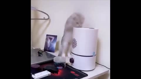 And this kitten playing with the vaporizer