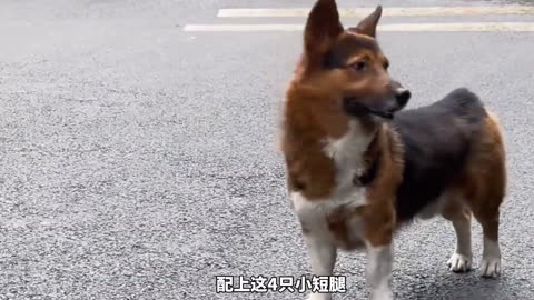 Among the children born by Corgis and different dogs, which one do you think is the weirdest?