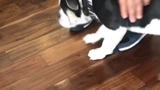 Dog scared of halloween prop