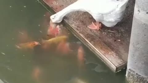 lovely duck giving food to fish