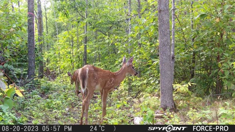 Two Fawns no Mom
