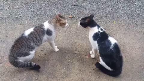 Cat fighting video