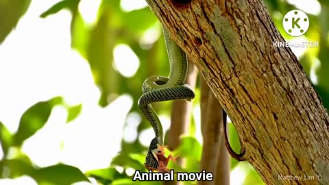 The Green Snake Attacks Baby Bird InNest