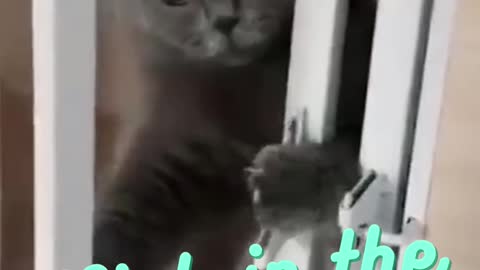 funny cat caught in act