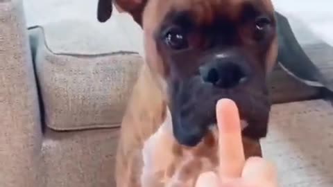 Dogs reaction to middle finger!