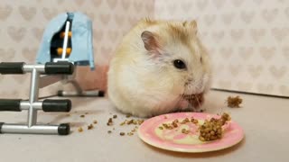 Tiny hamster chooses snacks over exercise
