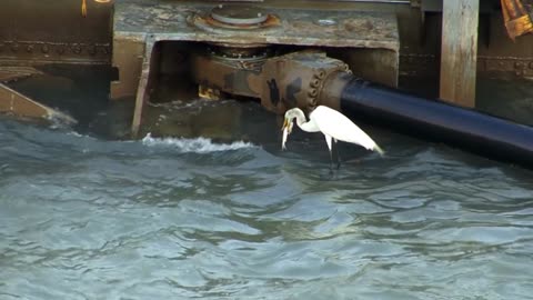 🌟 Great Egret's Spectacular Fishing Show at Gatun Locks 🎣🦢 | Panama Canal Wildlife Adventure 🌴