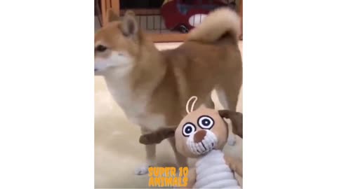 Cute dog and its toys