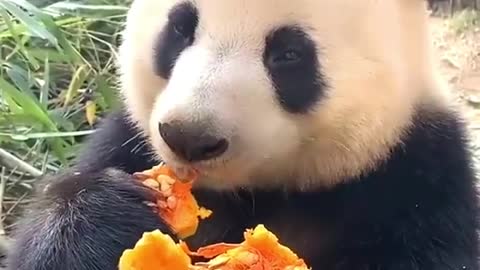 A bear eating a pumpkin. Very cool scene. Very funny