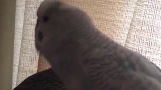 Larry the Parakeet says Pretty Bird