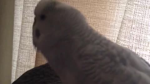 Larry the Parakeet says Pretty Bird
