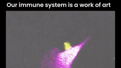 Watch a T Cell kill a cancer cell. " I am fearfully and wonderfully made." Psalm 139:13