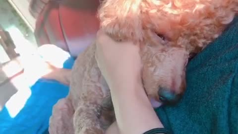 A brown hair poodle is licking her arm