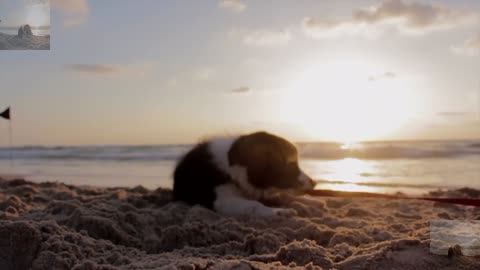 The beach to play