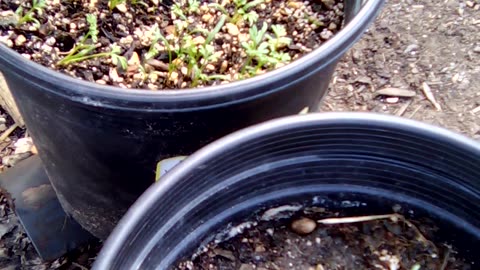 ammi visnaga, sprouts about 1 week old