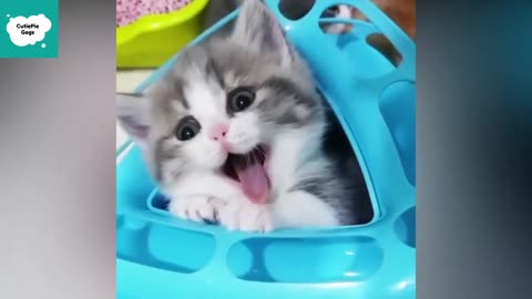 So Cute and Funny Animal Videos - Cute and Funny Animals Videos Compilation