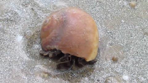 A crab coming out of its shell is a nice sight
