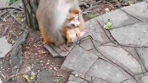 funny and lovely monkeys