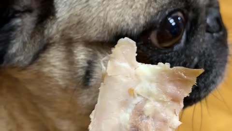 Pug eating food.