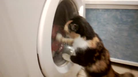 The cat helps the washing machine