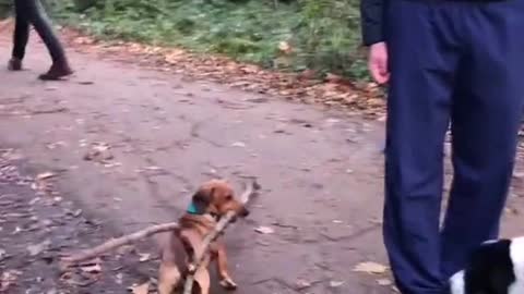 acting funny dogs when carrying a long tree twigs