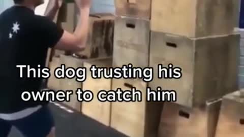 Trusting Dog 💙🐶💙🐶