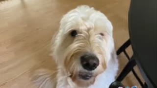 Golden Doodle is miffed about not getting his morning treat.