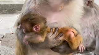 baby monkey lost his temper