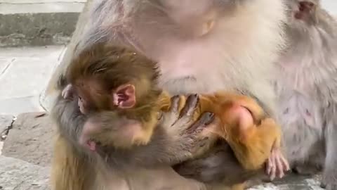 baby monkey lost his temper