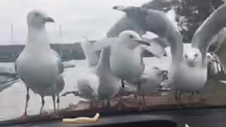 Dozens Of Seagulls Desperately Attempt To Eat Fries Through Car's Windshield