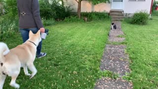 Akita vs. Neighborhood Kitty