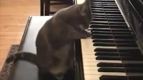 Snesh the Piano-Playing Cat | Amazing Pet Talent!