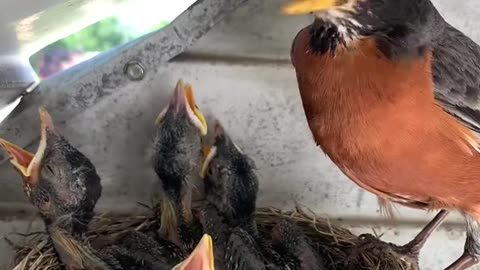 Robin_feeds_baby_bird_then_eats_its_poop