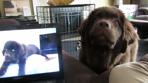 Dog Listens To His Brother’s Video Message, Freaks Out When He Hears His Voice