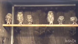 Young Owls Just Love To Dance For The Camera