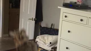 Cat trying to get fan string but falls from bed